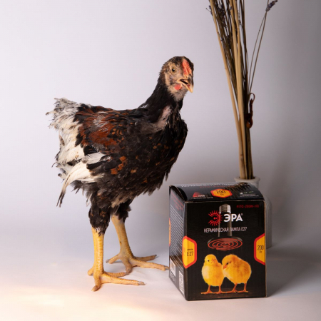 Инфракрасная лампа для брудера, рептилий Эра CeramiHeat FITO-100W-НQ Б0052715